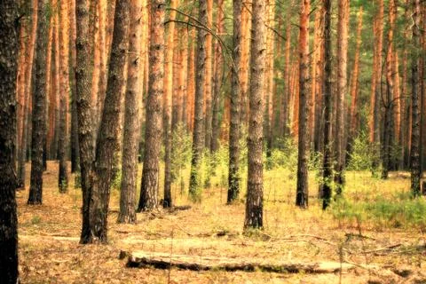 Pine forest Stock Photos