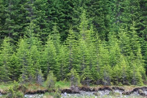 Pine forest Stock Photos
