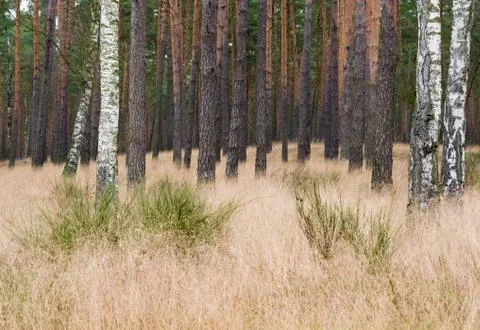 Pine forest Stock Photos