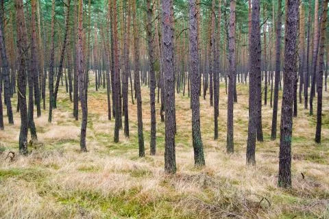 Pine forest Stock Photos