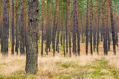 Pine forest Stock Photos
