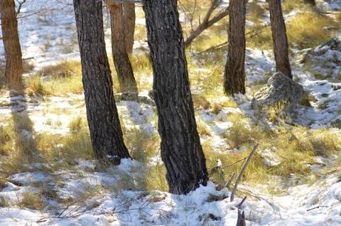 Pine Forest Stock Photos
