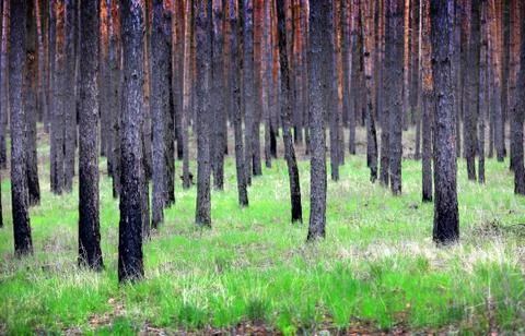 Pine forest Stock Photos