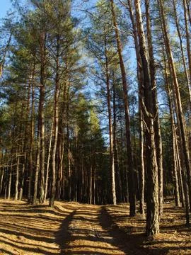 Pine forest Stock Photos