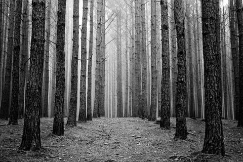 Pine Forest Stock Photos