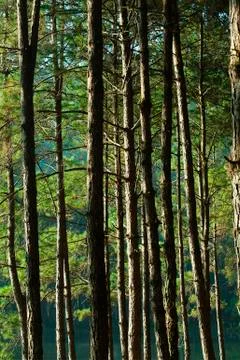 Pine Forest Foto stock