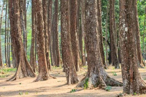 Pine forest. Stock Photos