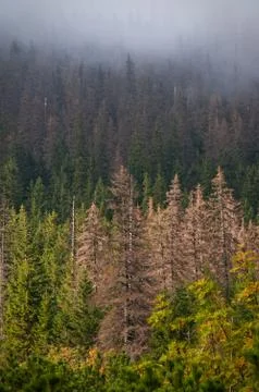 Pine forest Foto stock