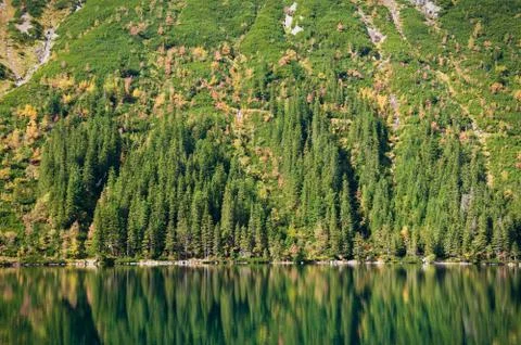 Pine forest Stock Photos