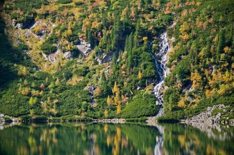 Pine forest Stock Photos