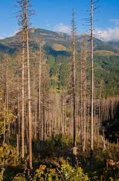 Pine forest Stock Photos