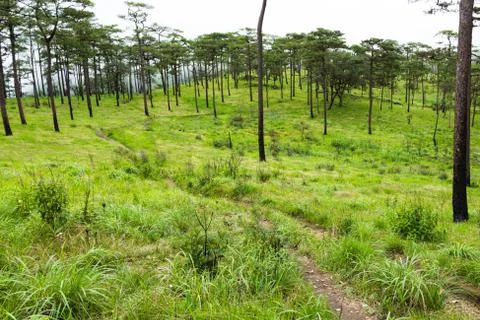 Pine forest Stock Photos