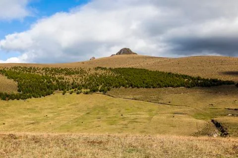 Pine forest Stock Photos