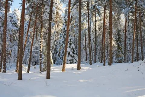 Pine forest Stock Photos