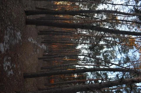 Pine forest Stock Photos