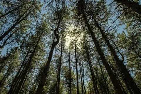 A pine forest Stock Photos