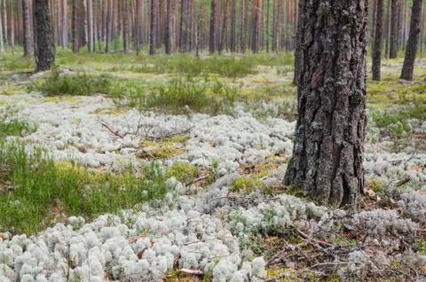 Pine forest Stock Photos
