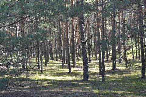 Pine Forest 库存照片