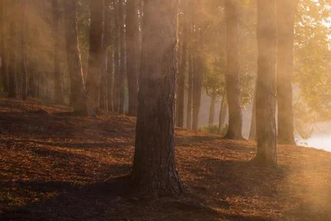 Pine forest Stock Photos