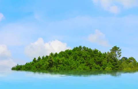 Pine forest Stock Photos