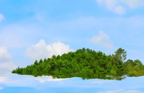 Pine forest Stock Photos