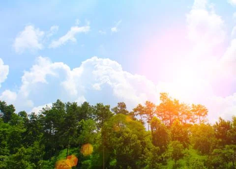 Pine forest Stock Photos