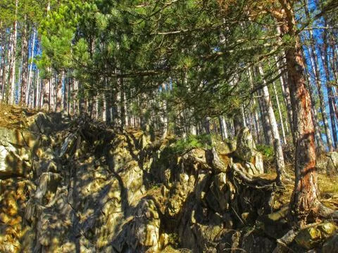 Pine forest Stock Photos