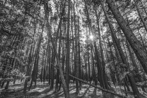 Pine forest Stock Photos