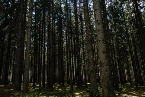 Pine Forest Foto stock