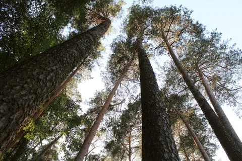 Pine forest Stock Photos