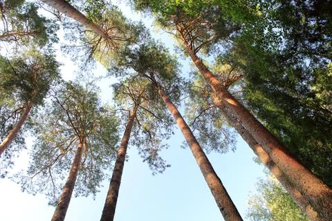 Pine forest Stock Photos