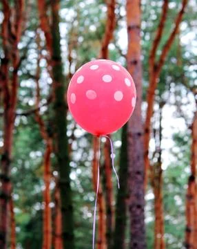 Pine forest Foto stock