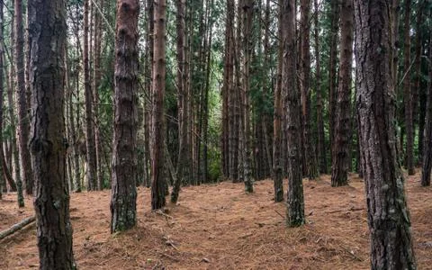 Pine forest Stock Photos