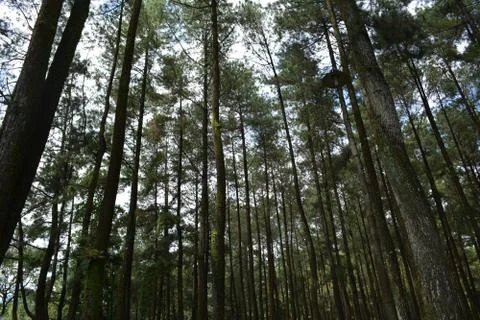 Pine forest Stock Photos