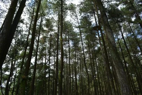 Pine forest 写真素材