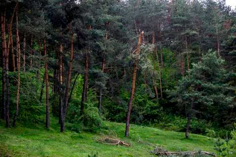 A pine forest Stock Photos