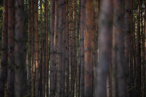 Pine forest Stock Photos