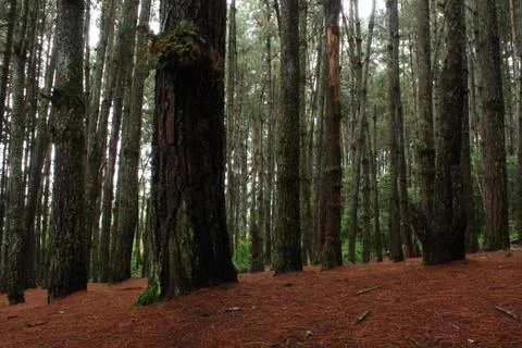 Pine Forest Stockfoto's
