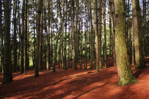 Pine Forest Stockfoto's
