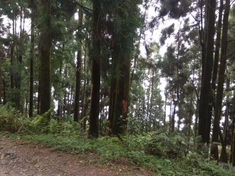 Pine Forest Фото