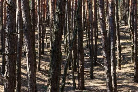 Pine forest Stock Photos