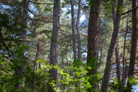Pine forest Stock Photos