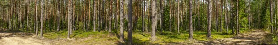 Pine forest Foto stock