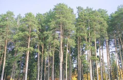 Pine forest Stock Photos