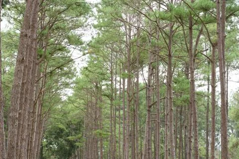 Pine in the forest Stock Photos