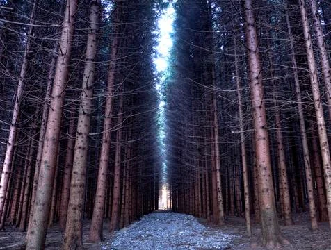 Pine forest Stock Photos