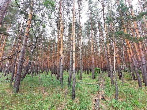 Pine forest Stock Photos