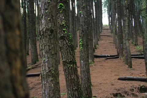 Pine forest Stock Photos