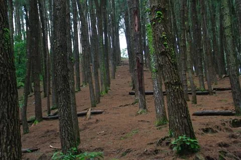 Pine forest Stock Photos