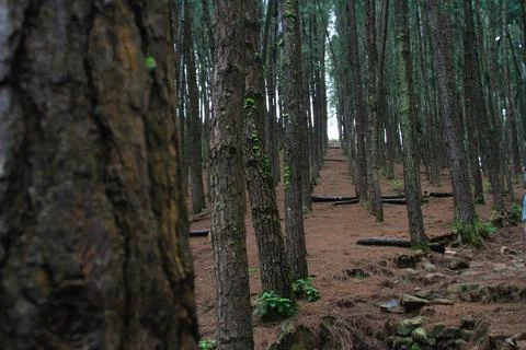 Pine forest Stock Photos
